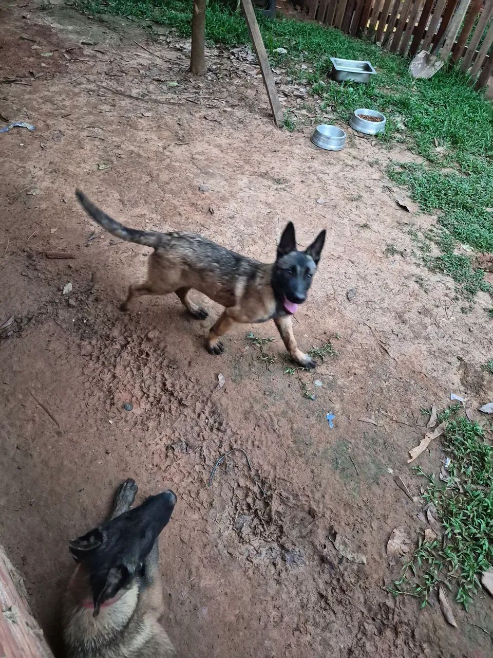 Vendo exemplar de belga malinois uma fêmea 3 meses 