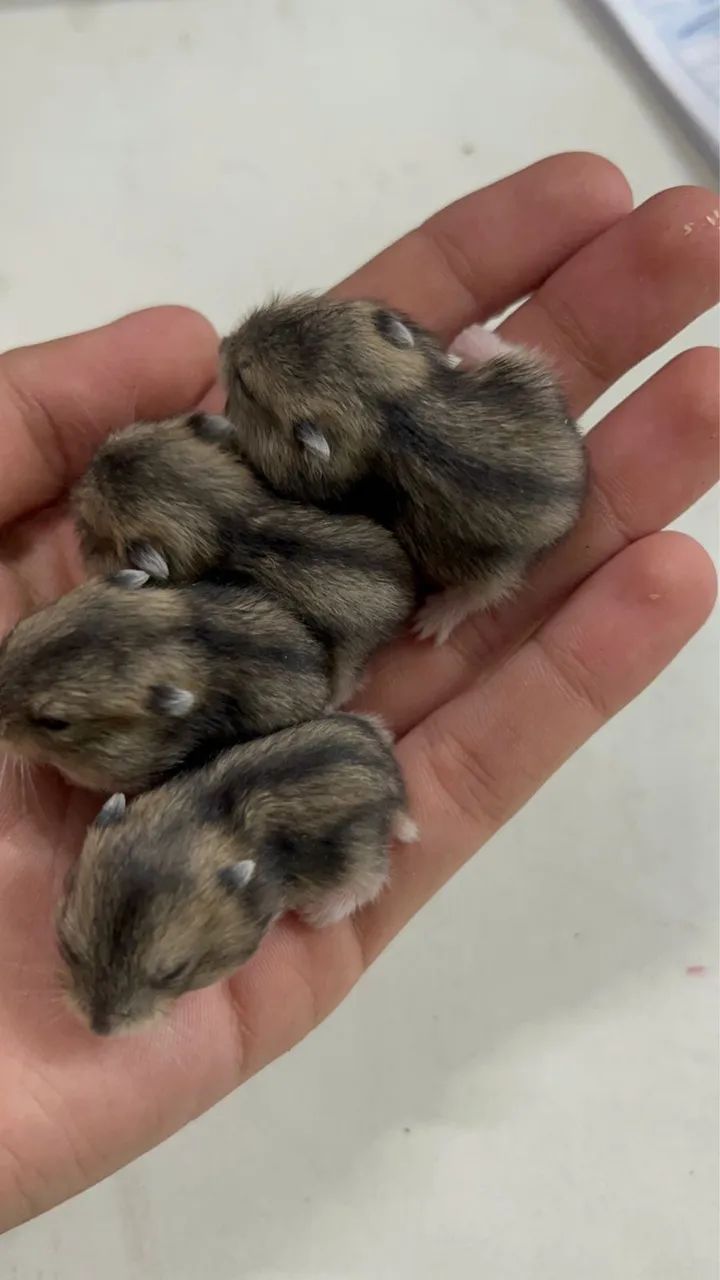 Hamster anão russo  - Foto 4