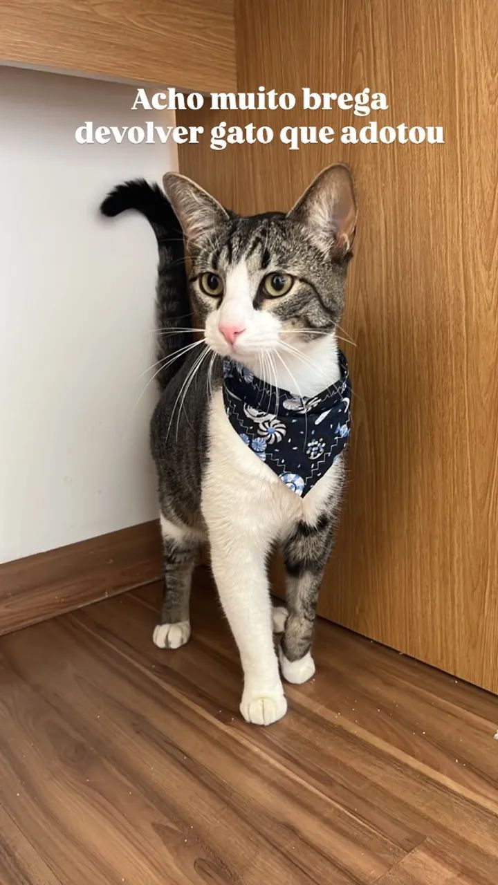 Gato - Foto 2