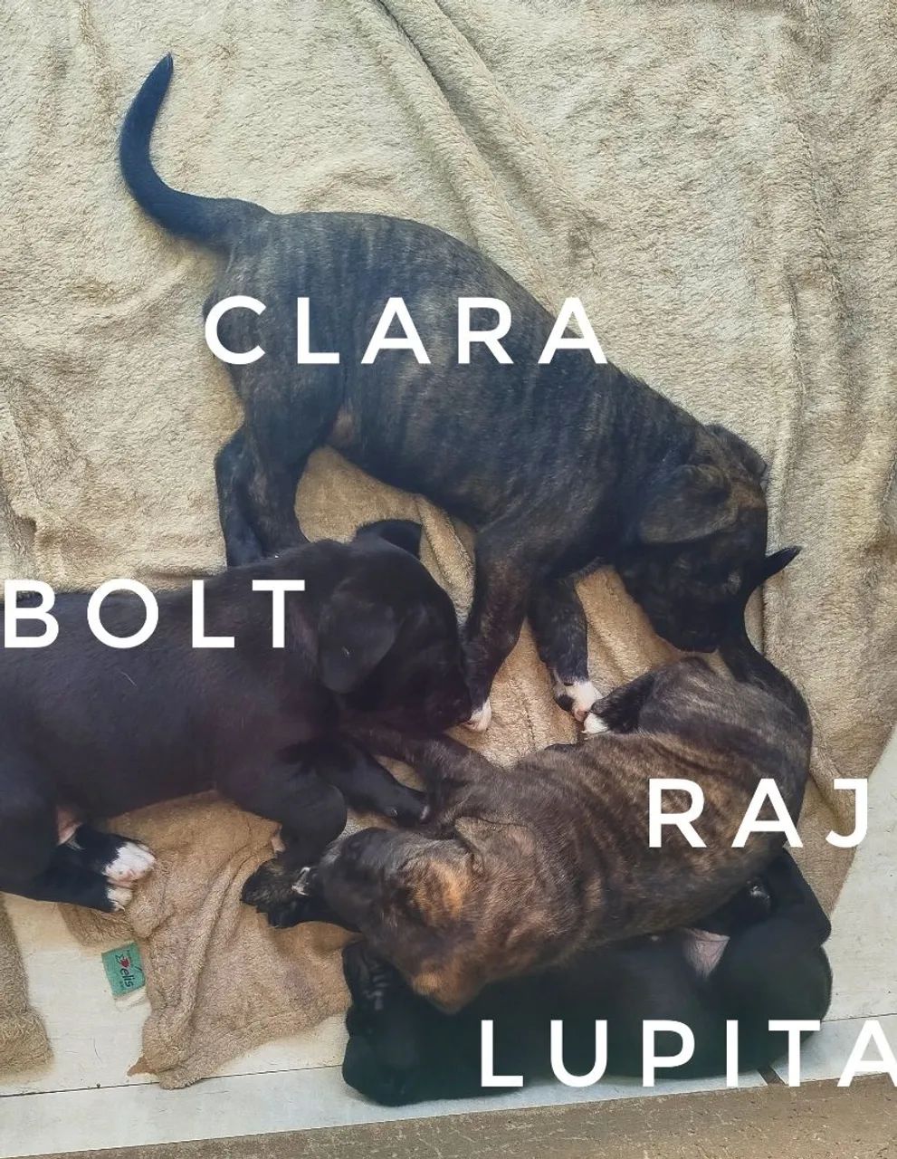 Doação filhotes 