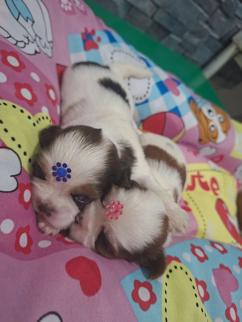 Shihtzu  - Foto 2
