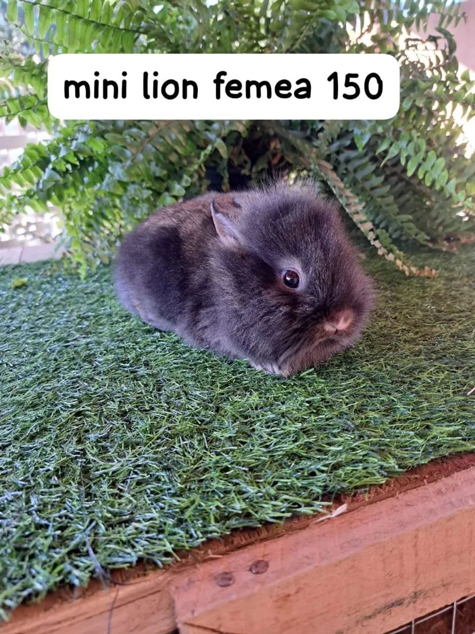 mini coelhos varias raças (filhotes) - Foto 3