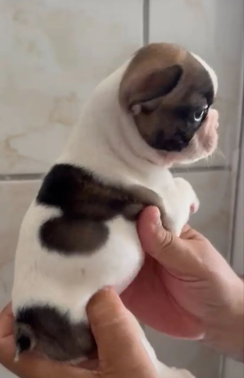 Bulldog francês  - Foto 3