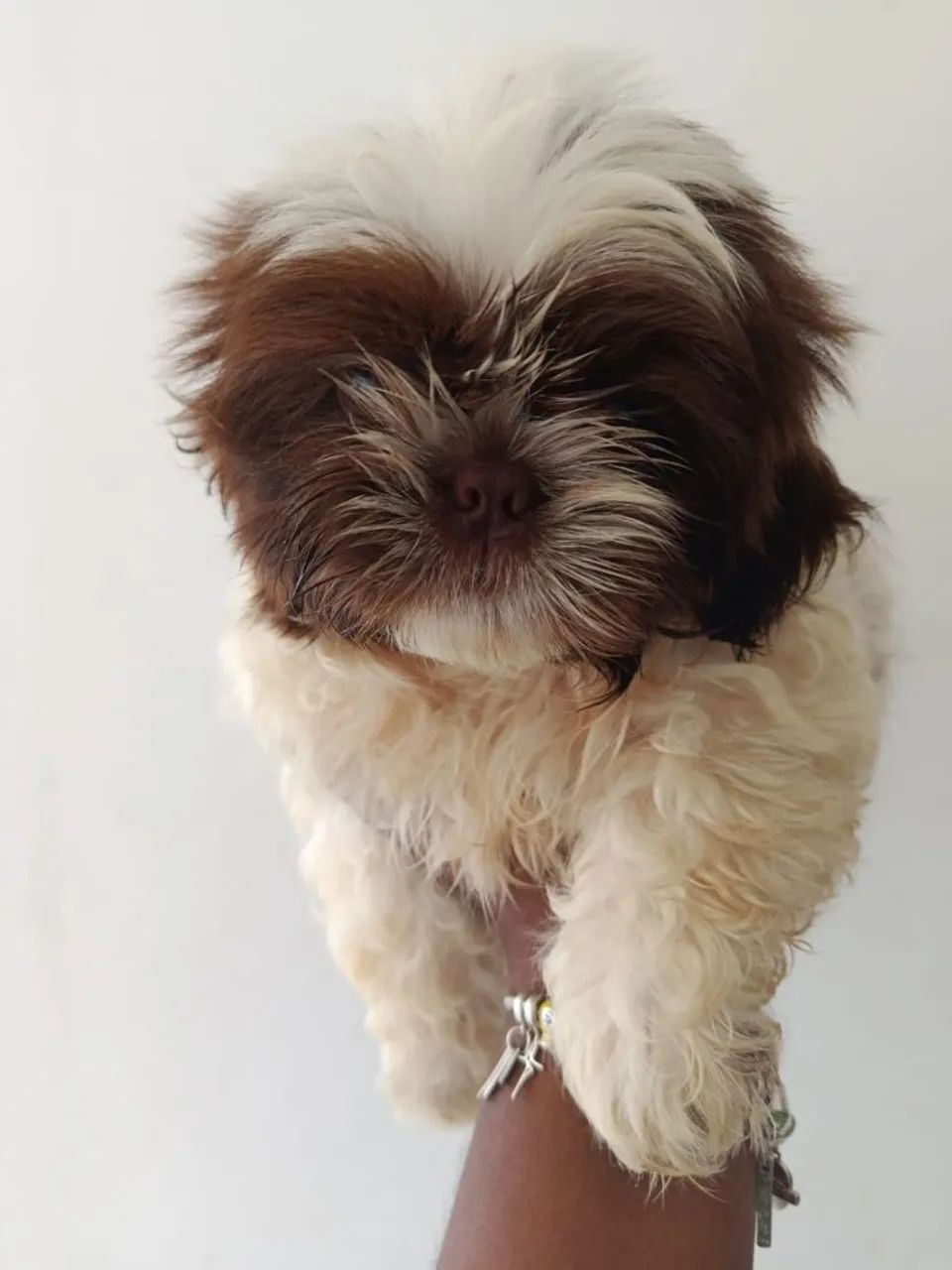 Cachorro SHI TZU