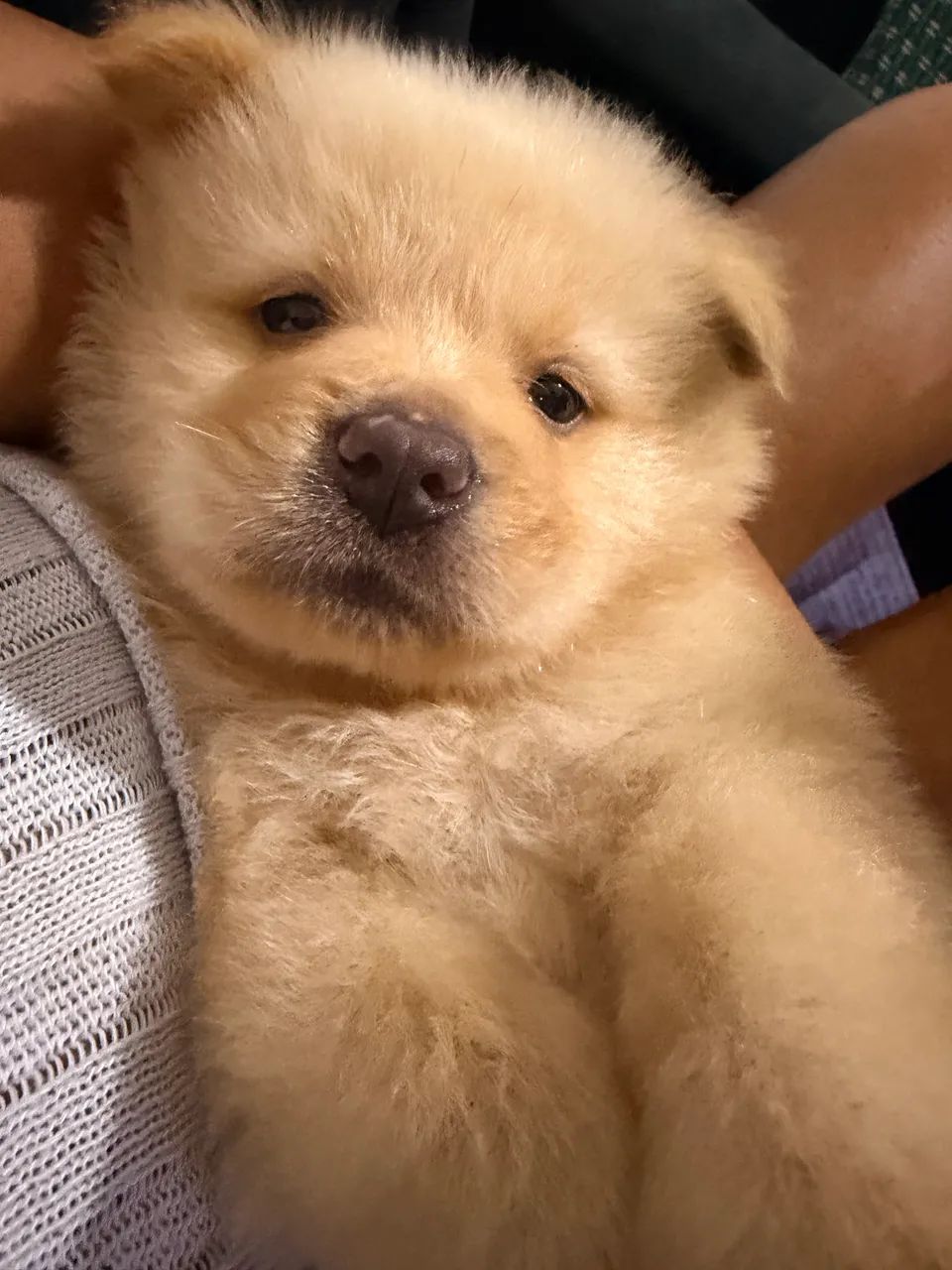  Filhote de chow chow  - Foto 2
