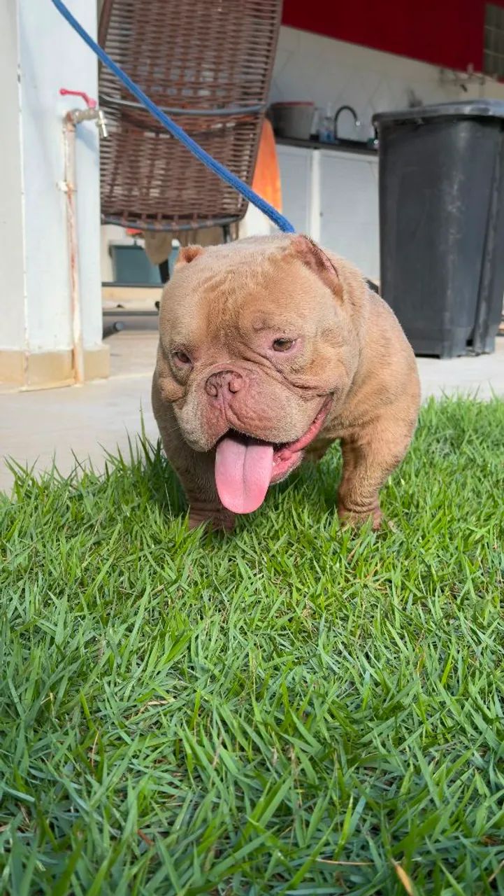 Exotic Bully  - Foto 4