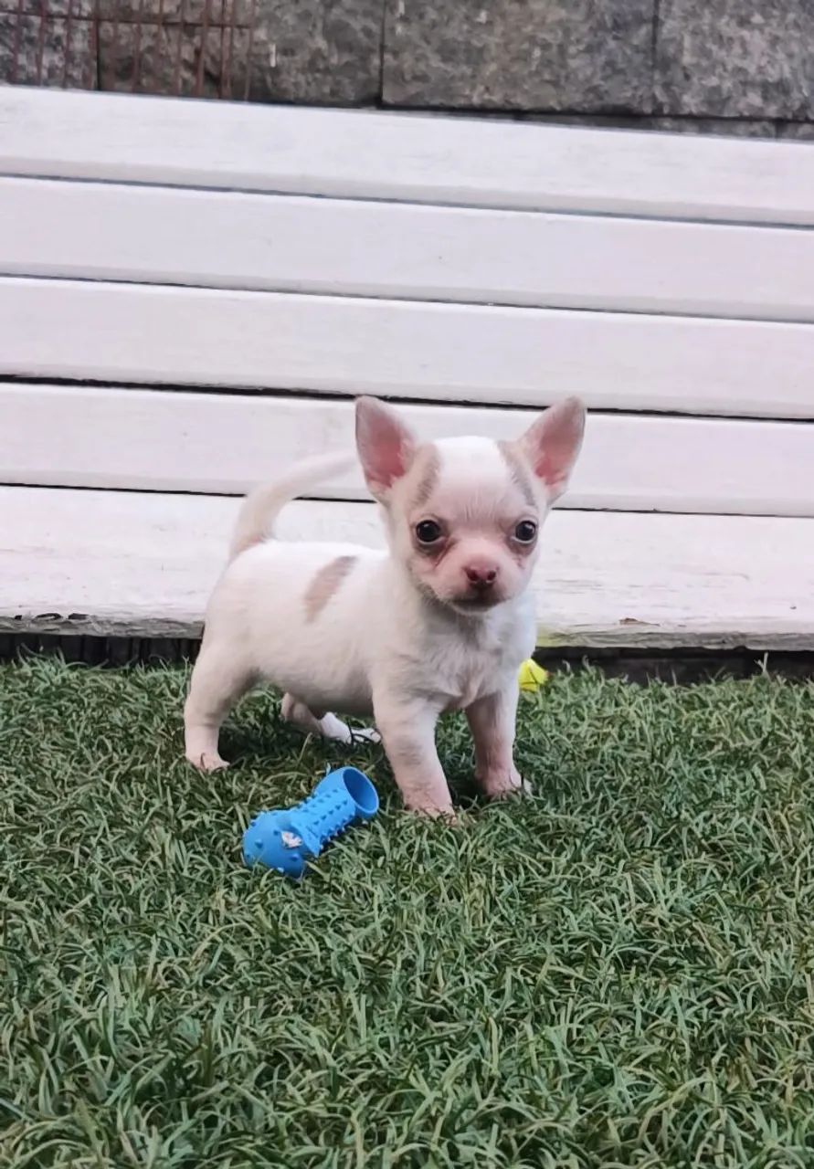 Chihuahua 