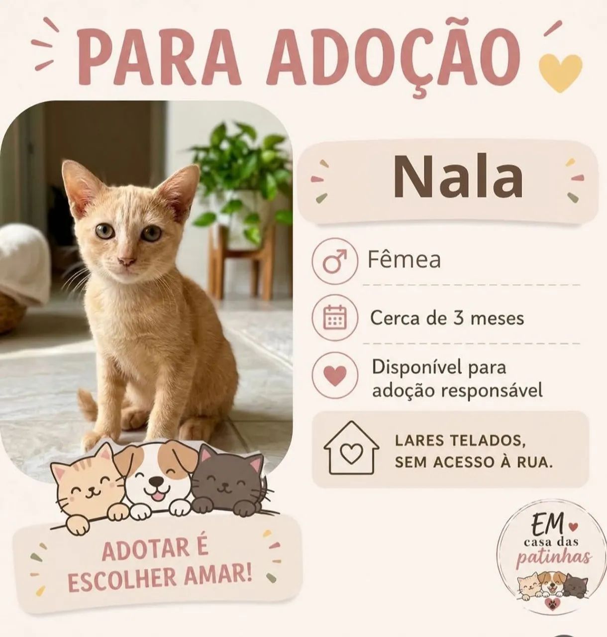 Adoção gatinha laranja/amarela fêmea filhote - Rio de Janeiro (ipanema) - Foto 3