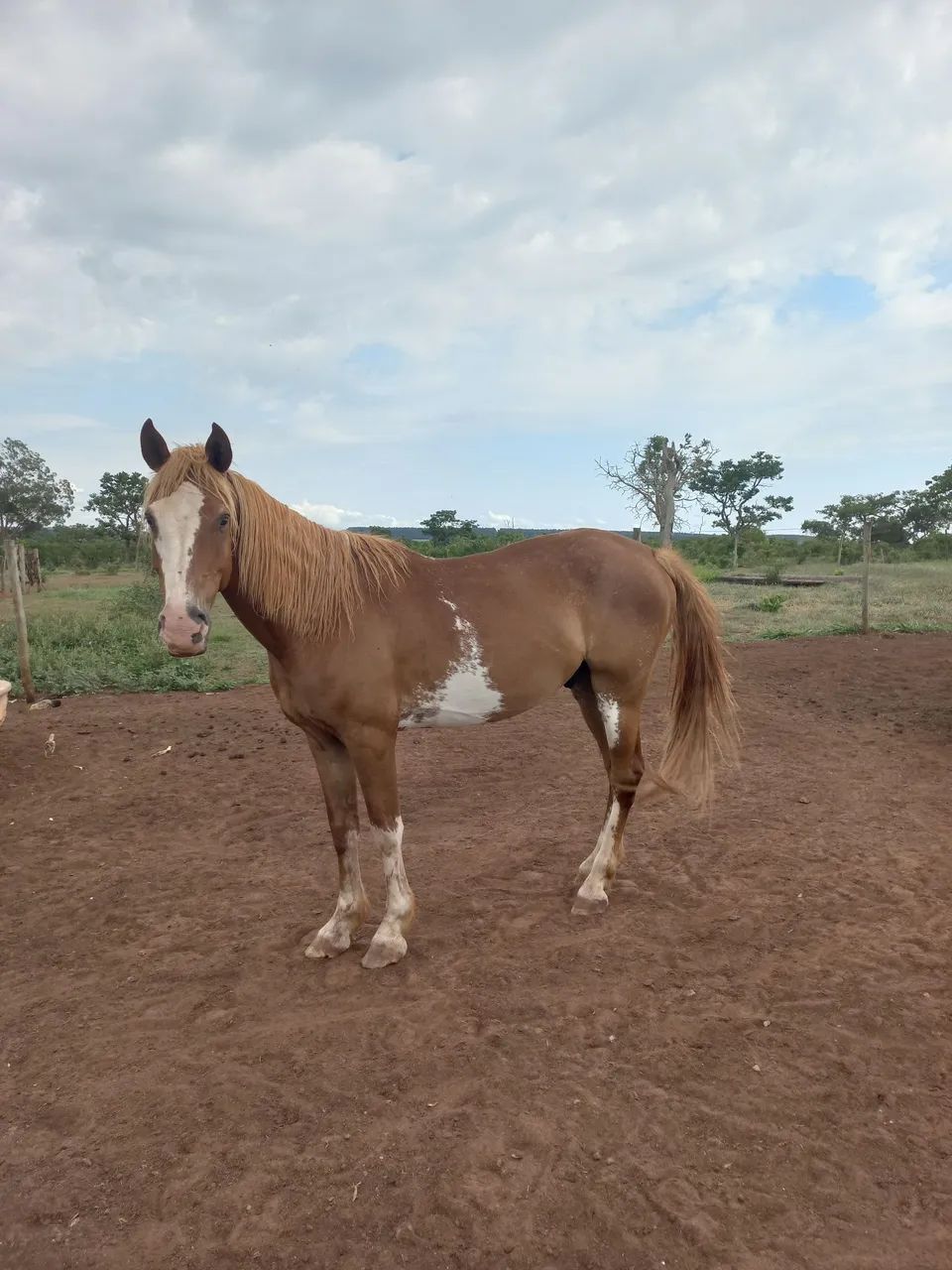 Cavalo manga larga pampa
