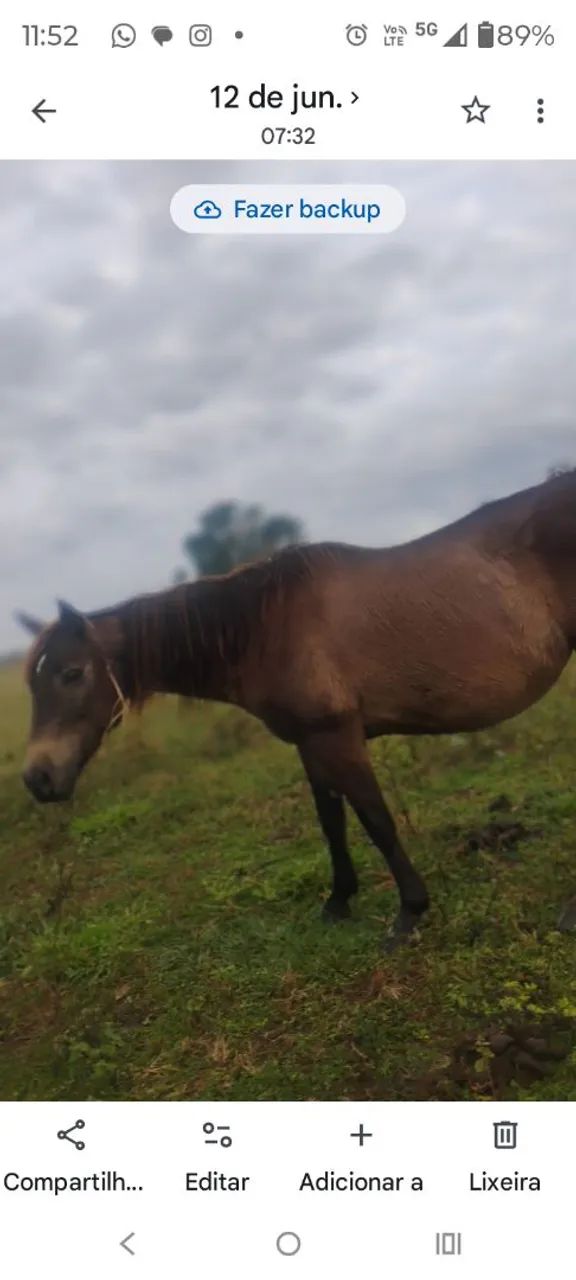 Cavalo  - Foto 4