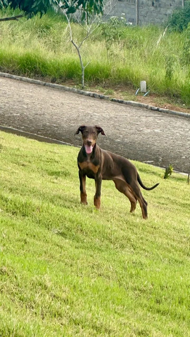 DOBERMAN 4 MESES - Foto 3
