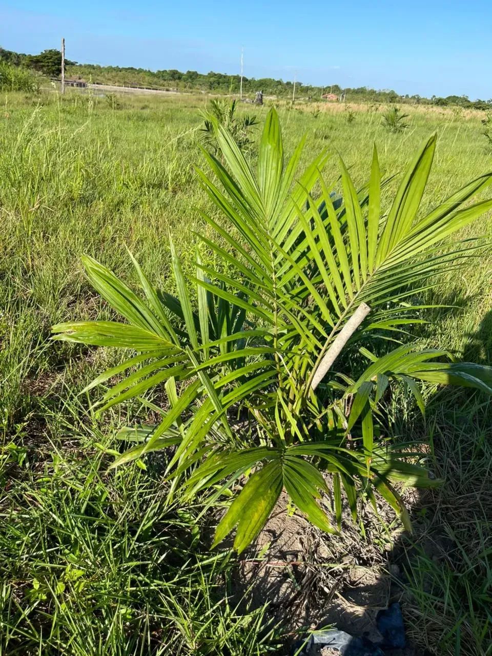 FAZENDA DENDÊ - Foto 3
