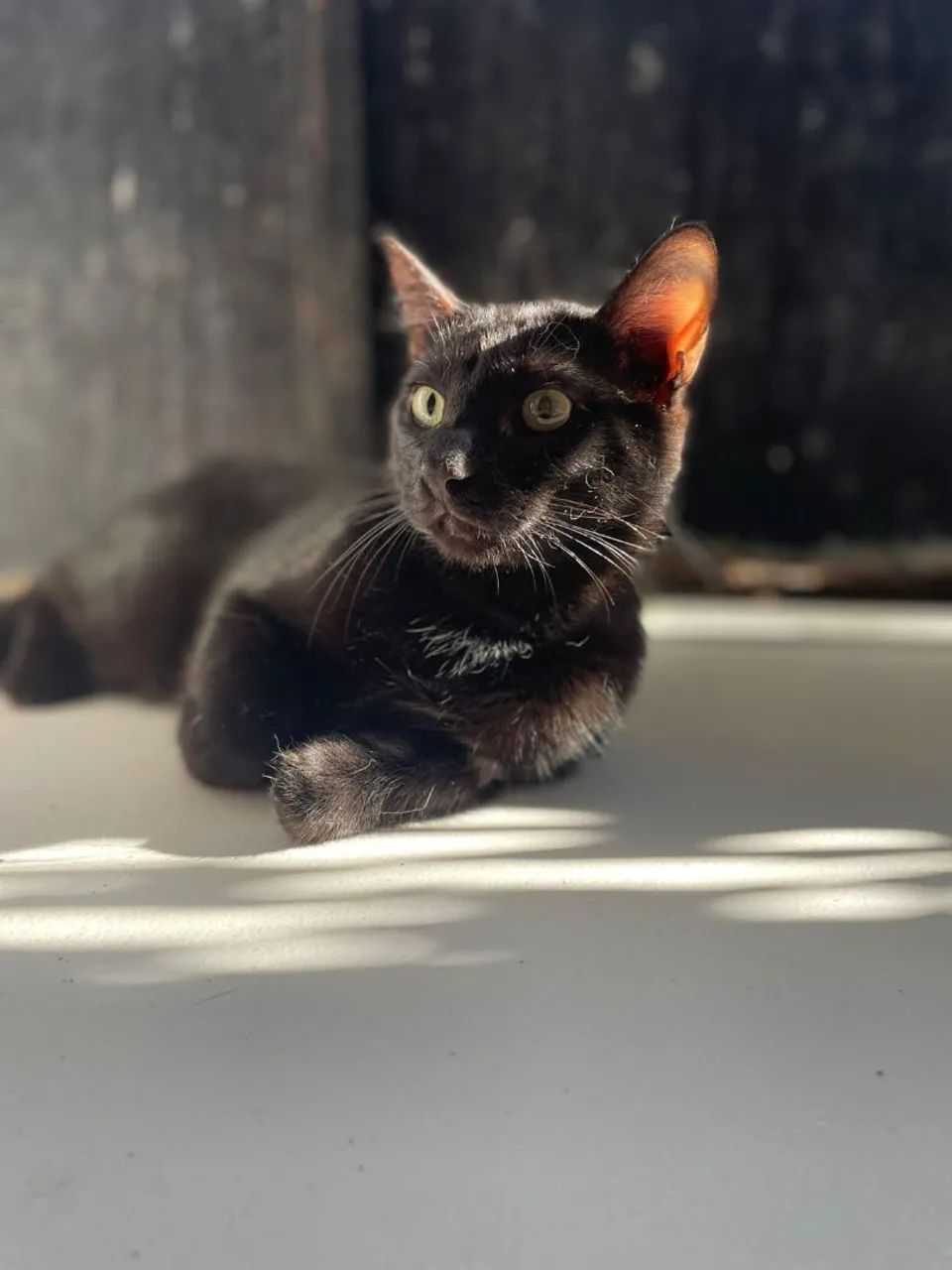 Gato Preto Castrado - Foto 5
