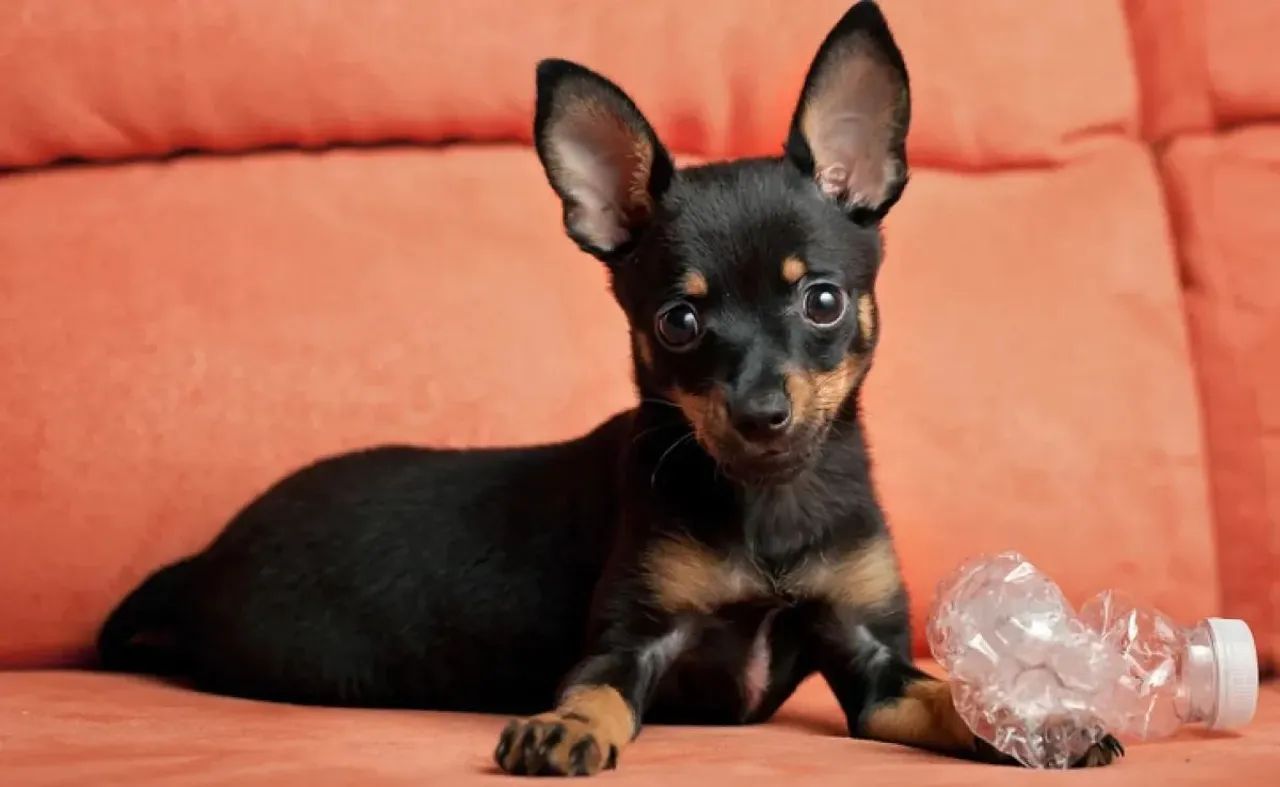 Pinscher zero  - Foto 5