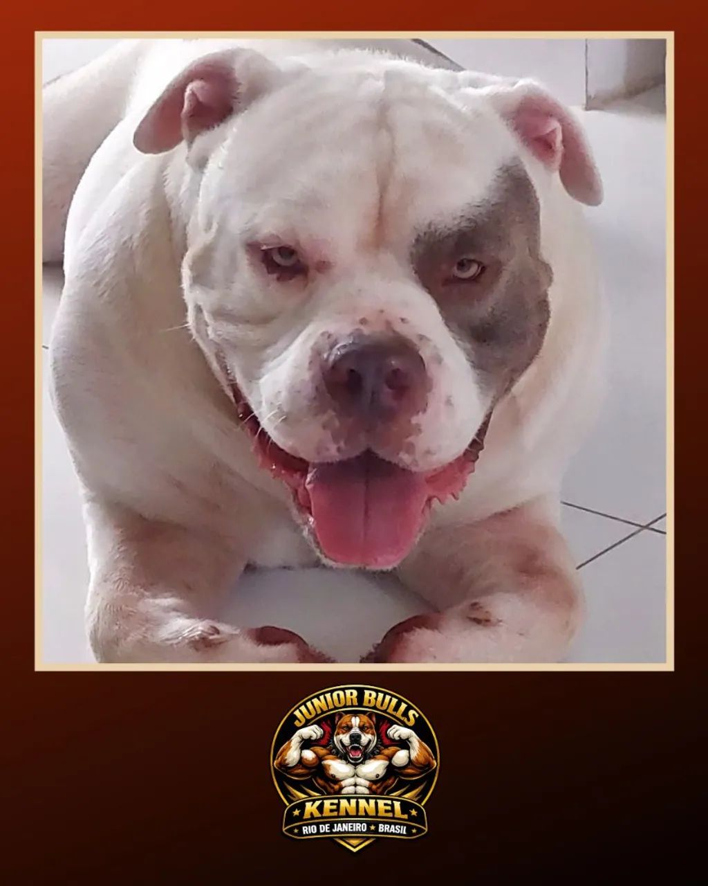 AMERICAN BULLY MACHO EXTRAORDINÁRIO  - Foto 2