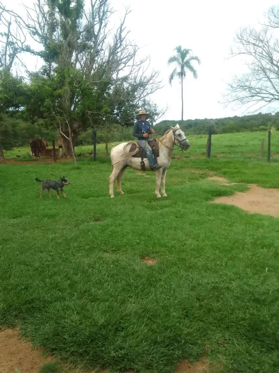 Fazenda com 1.251 Hectares a venda entre Coxim e Alcinopolis - Foto 5