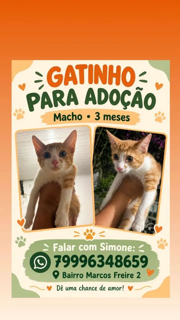 Adoção responsável  - Foto 2