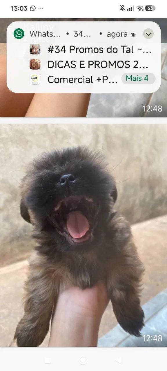 Venda 