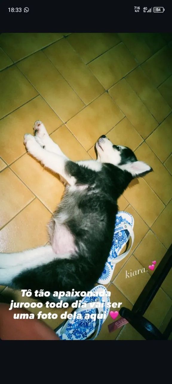 Cachorro husky siberiano