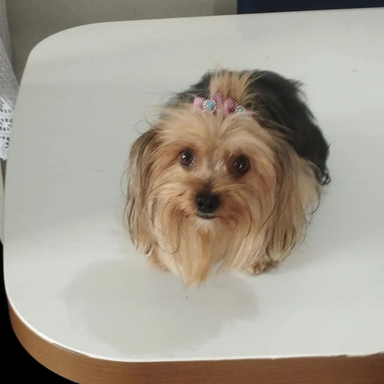  Vende-se filhotes de yorkshire Terrier  - Foto 2