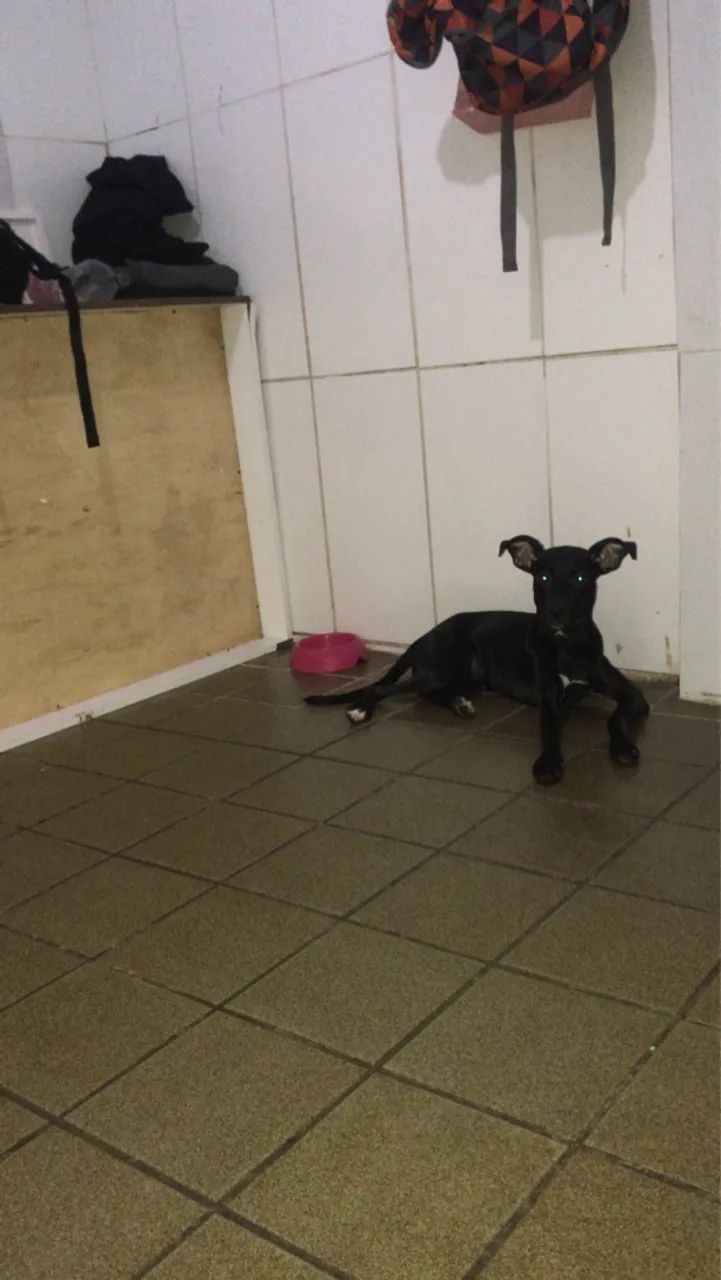 Cachorro  - Foto 2