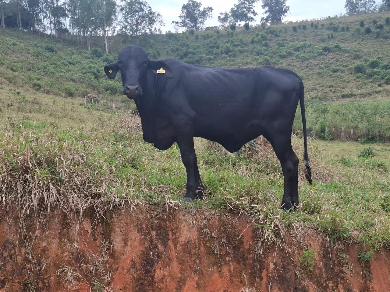 Novilhas leiteiras - Foto 4