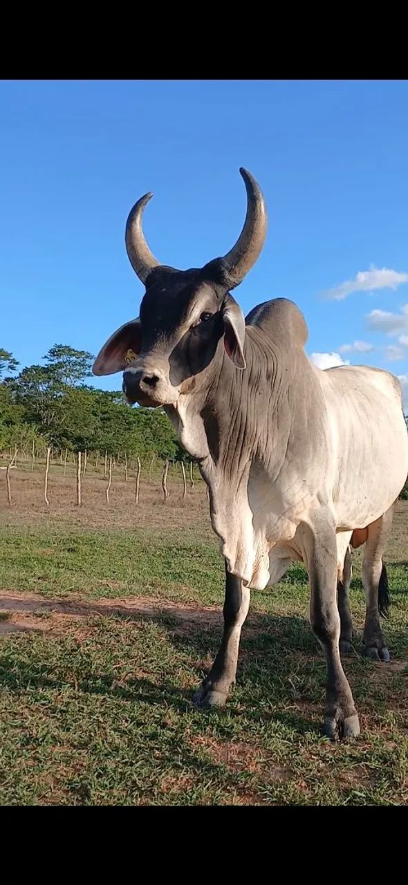 Novilhas e  bezerro Guzera  - Foto 2