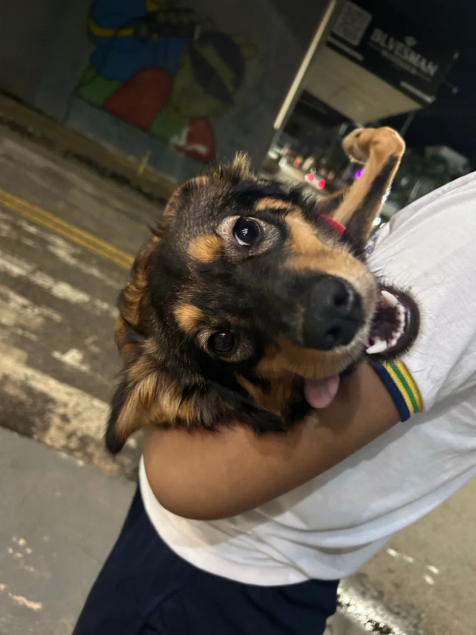 Cachorro para doação  - Foto 4