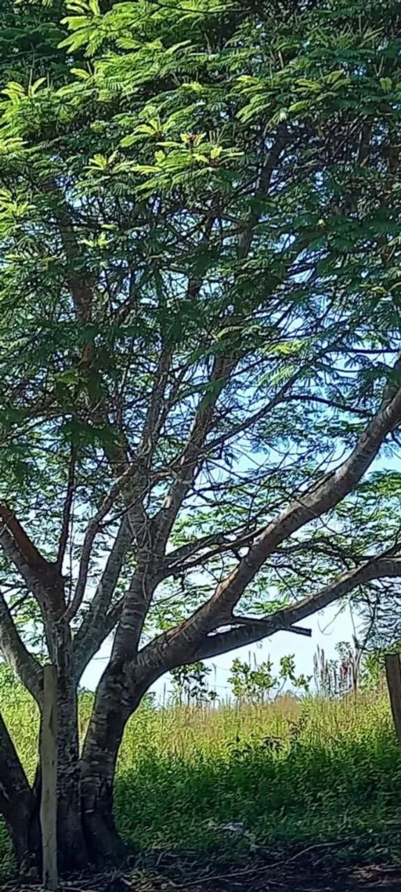 Sitio