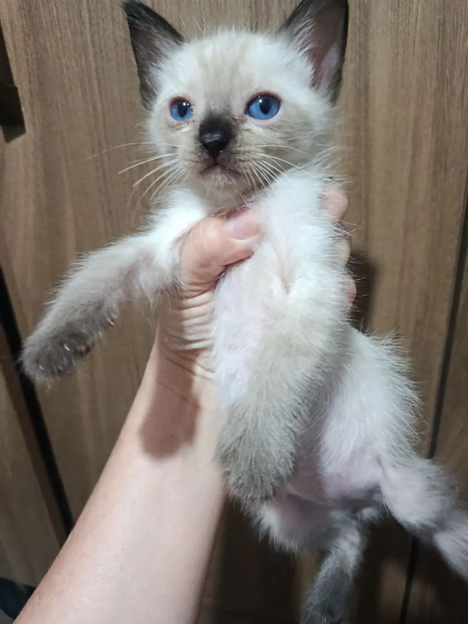 Gatinho para adoção responsável 