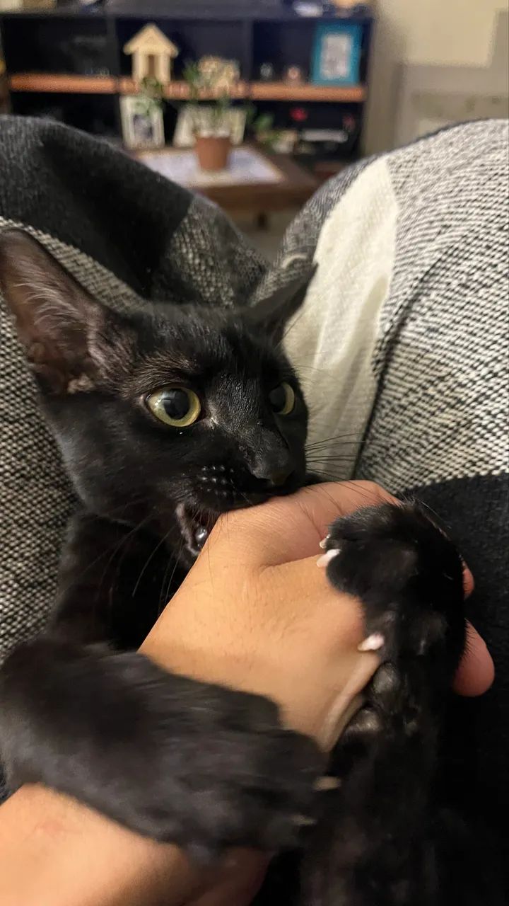 Gato com 3 meses  - Foto 6