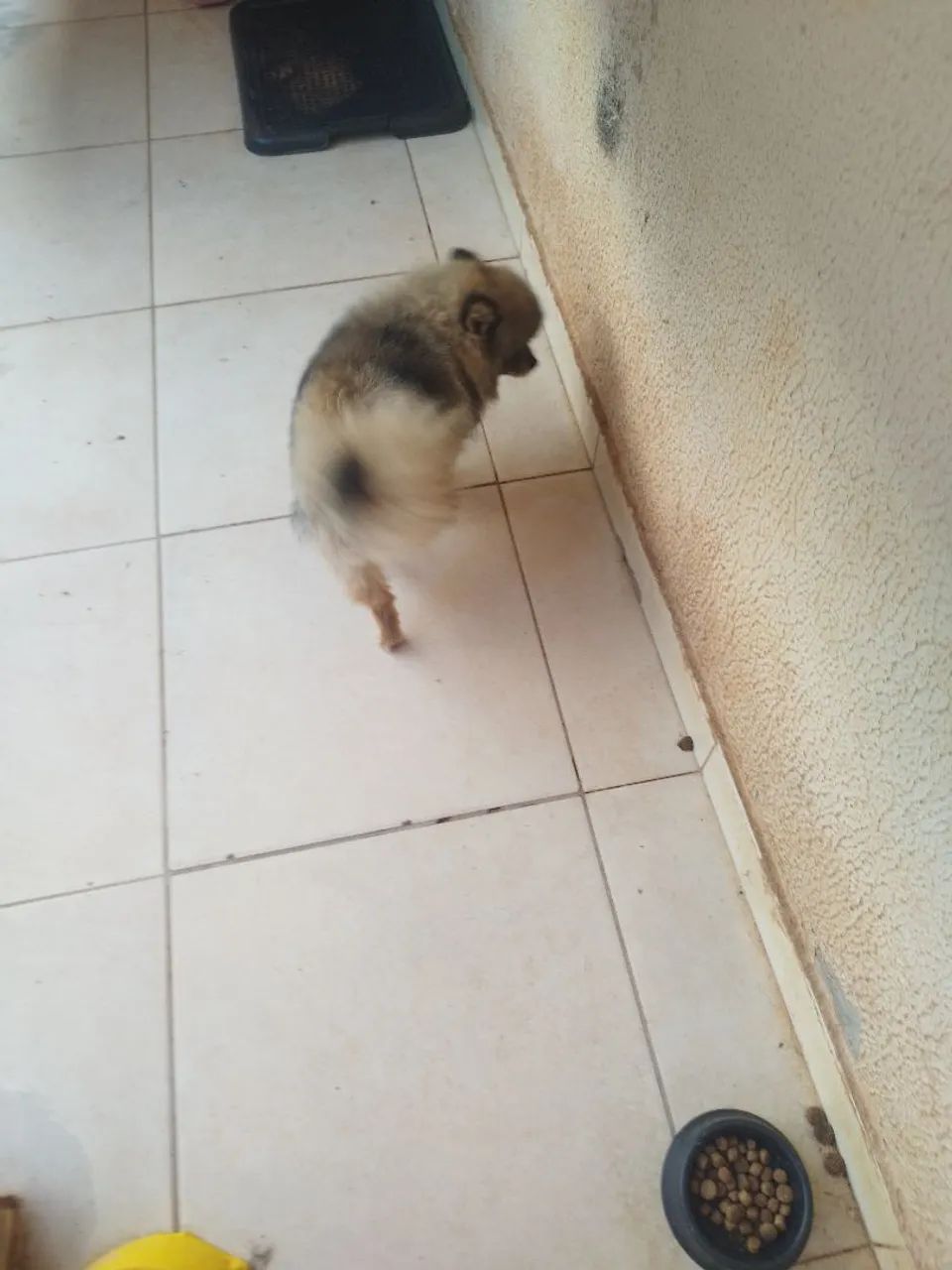 Cachorro  - Foto 5