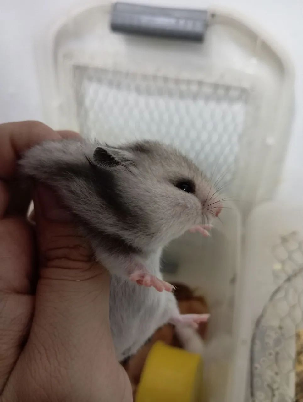 Hamster  - Foto 4