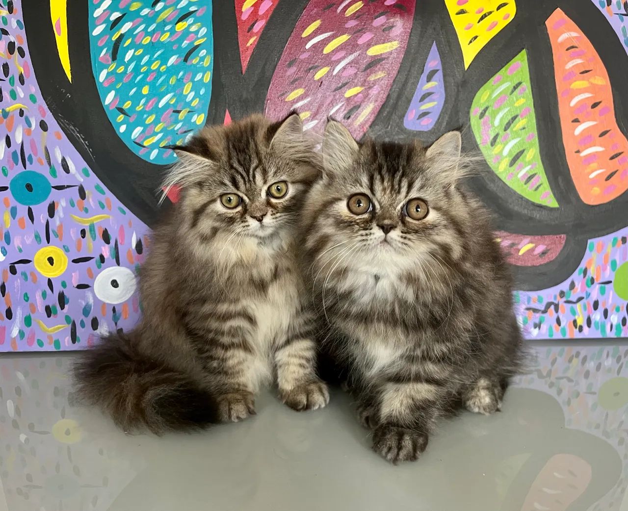 Gatinha Persa - Foto 2