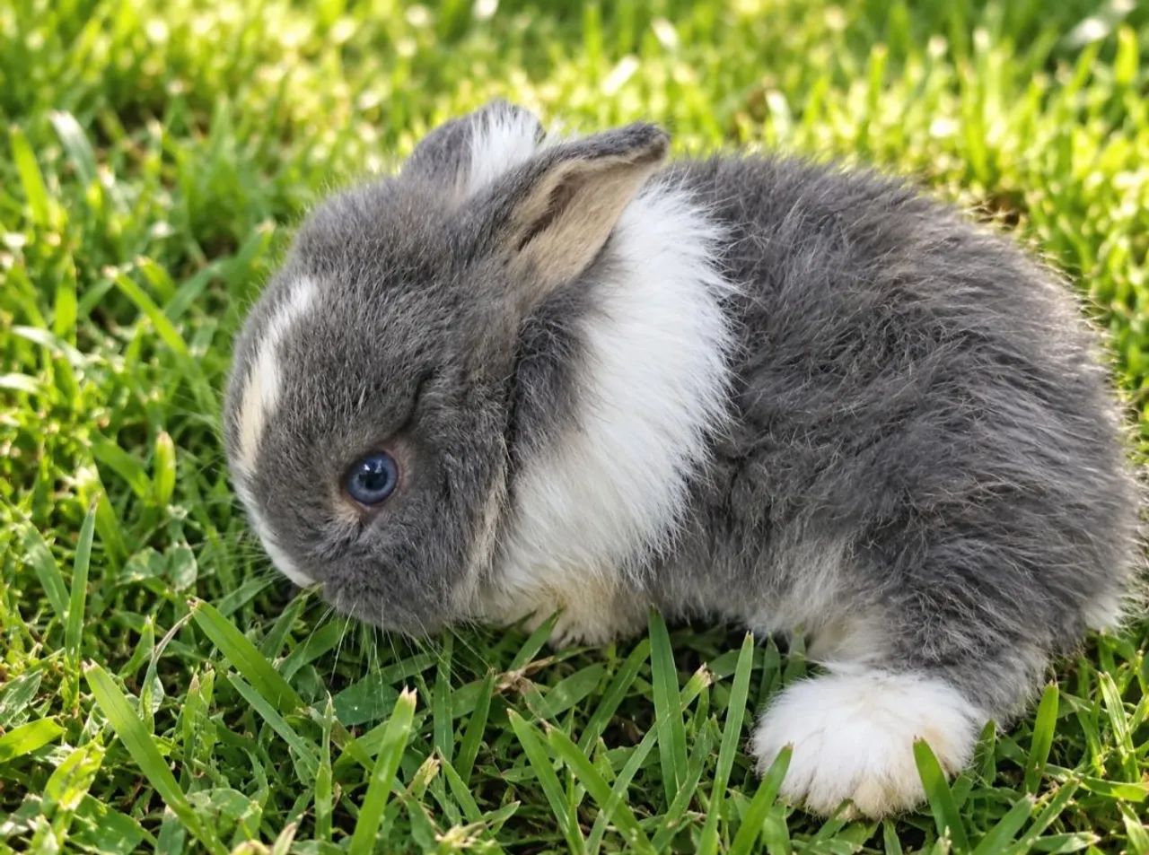 Coelha raça Mini Lop - Foto 2