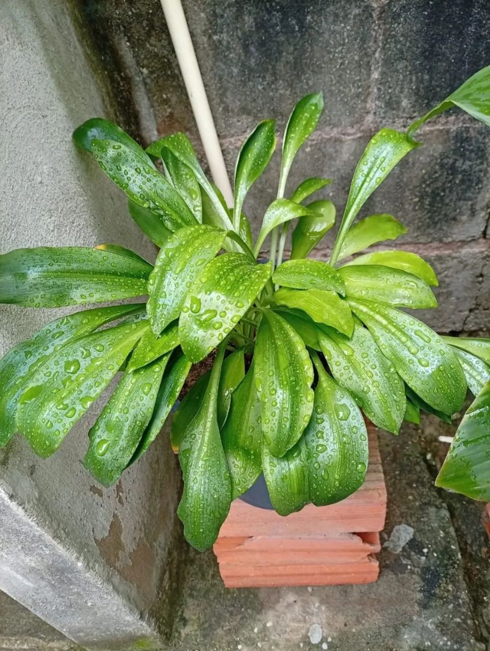 Plantas  - Foto 2