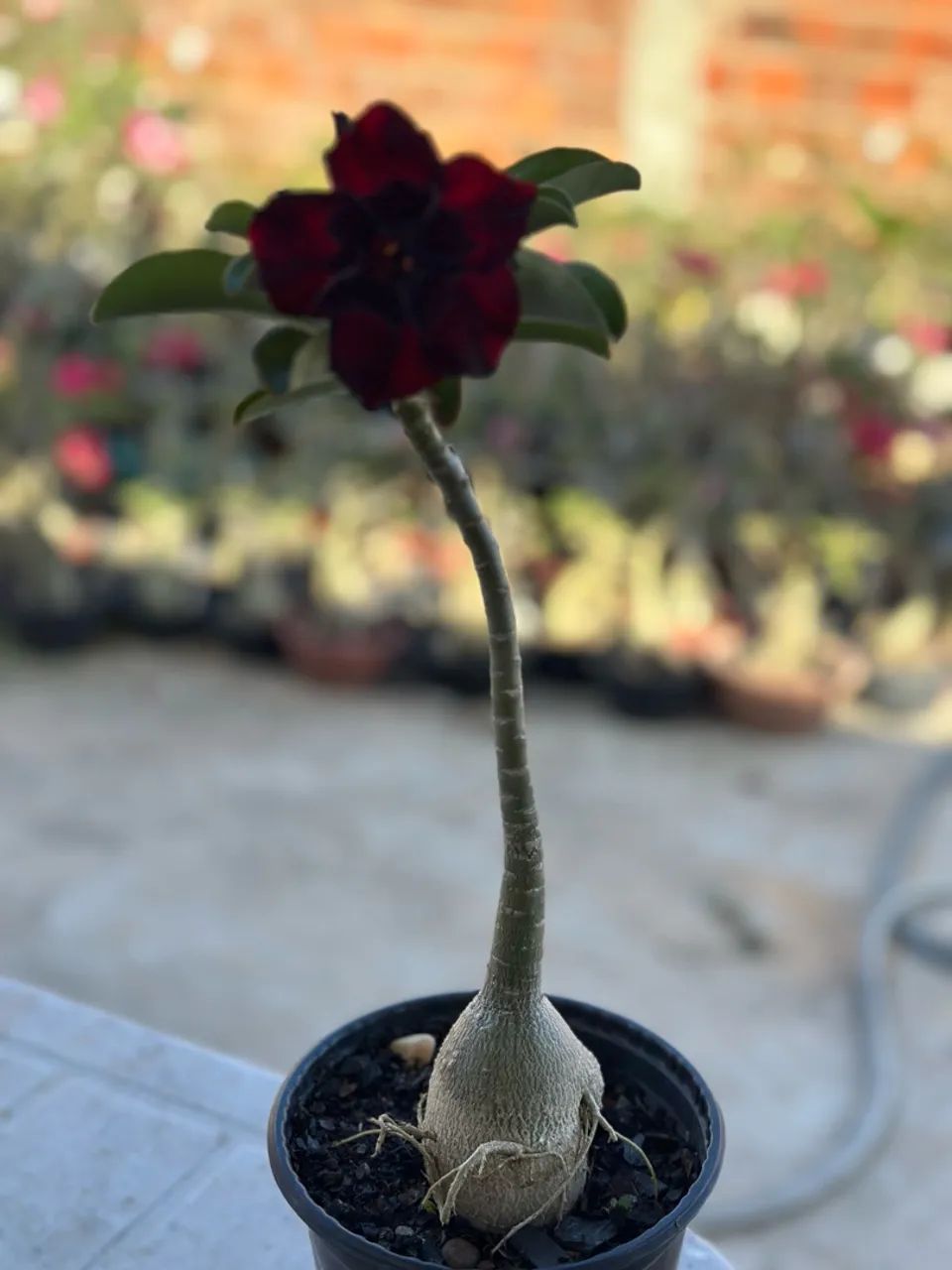 Rosa do deserto  - Foto 4