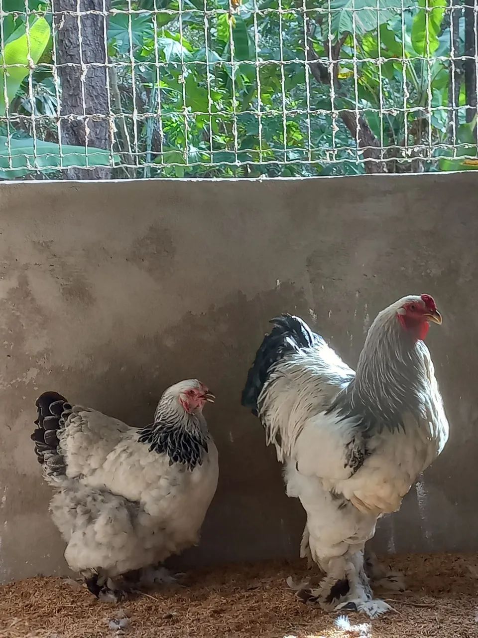 Pintinhos de Brahma Light! - Foto 2