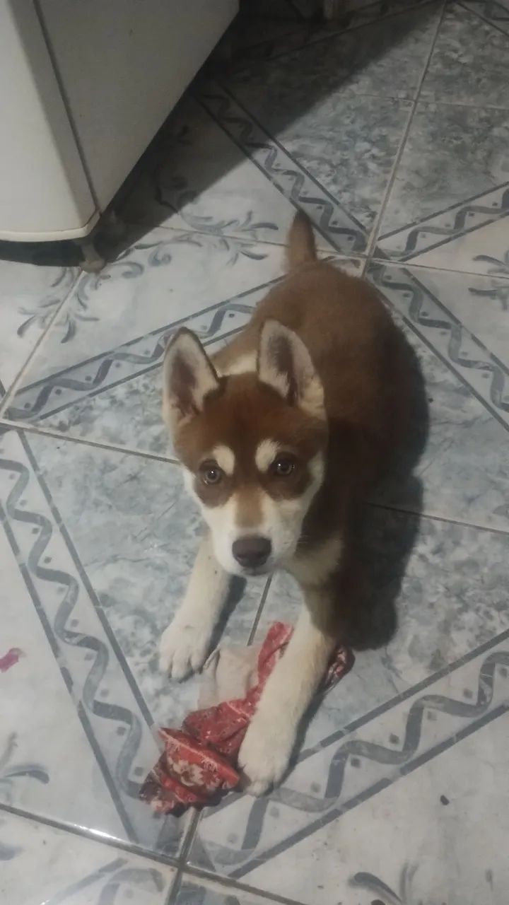 Husky siberiano valor 600