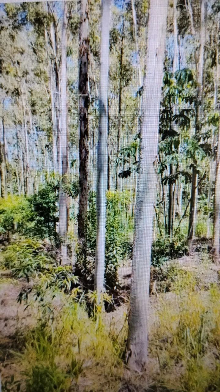 Floresta de eucalipto citriodora