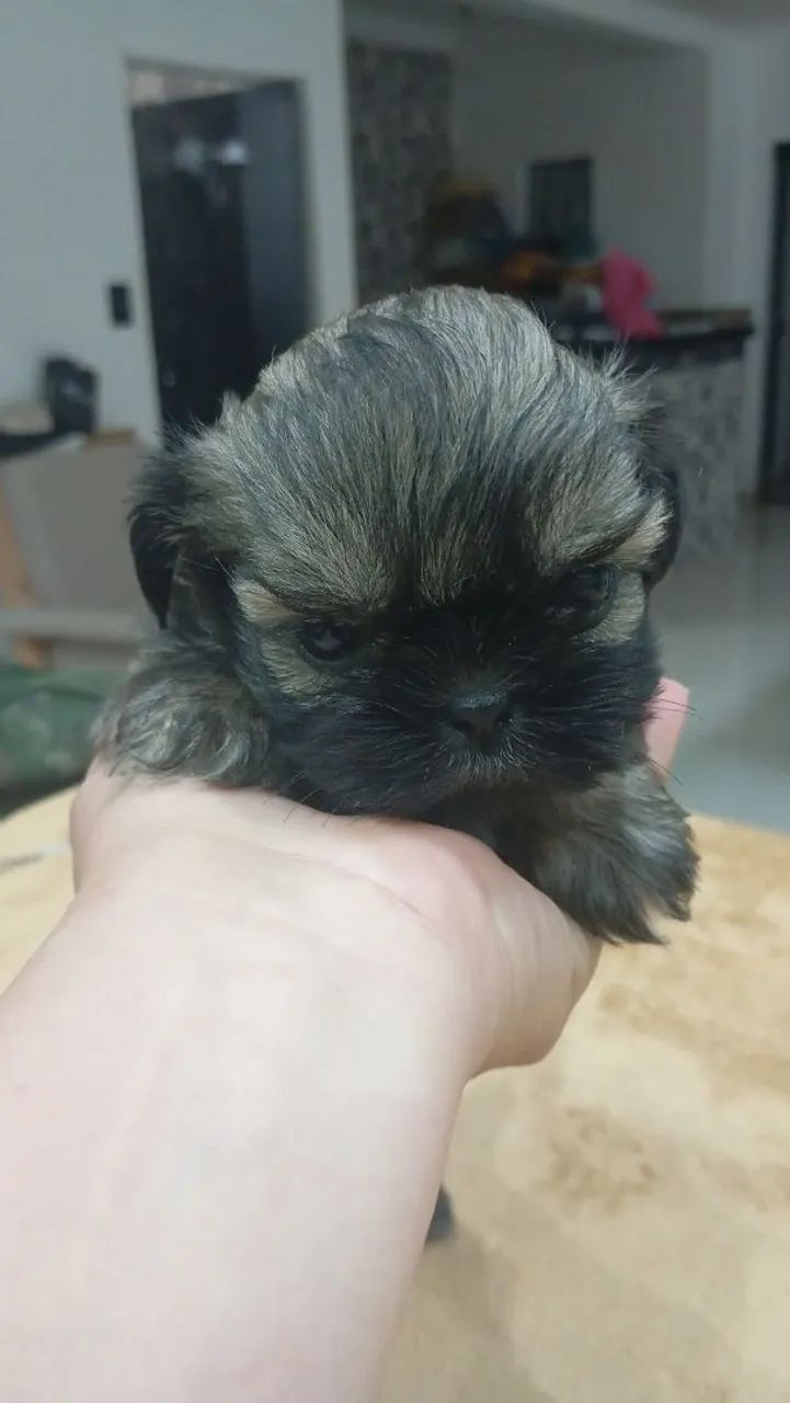 Shitzu  - Foto 3