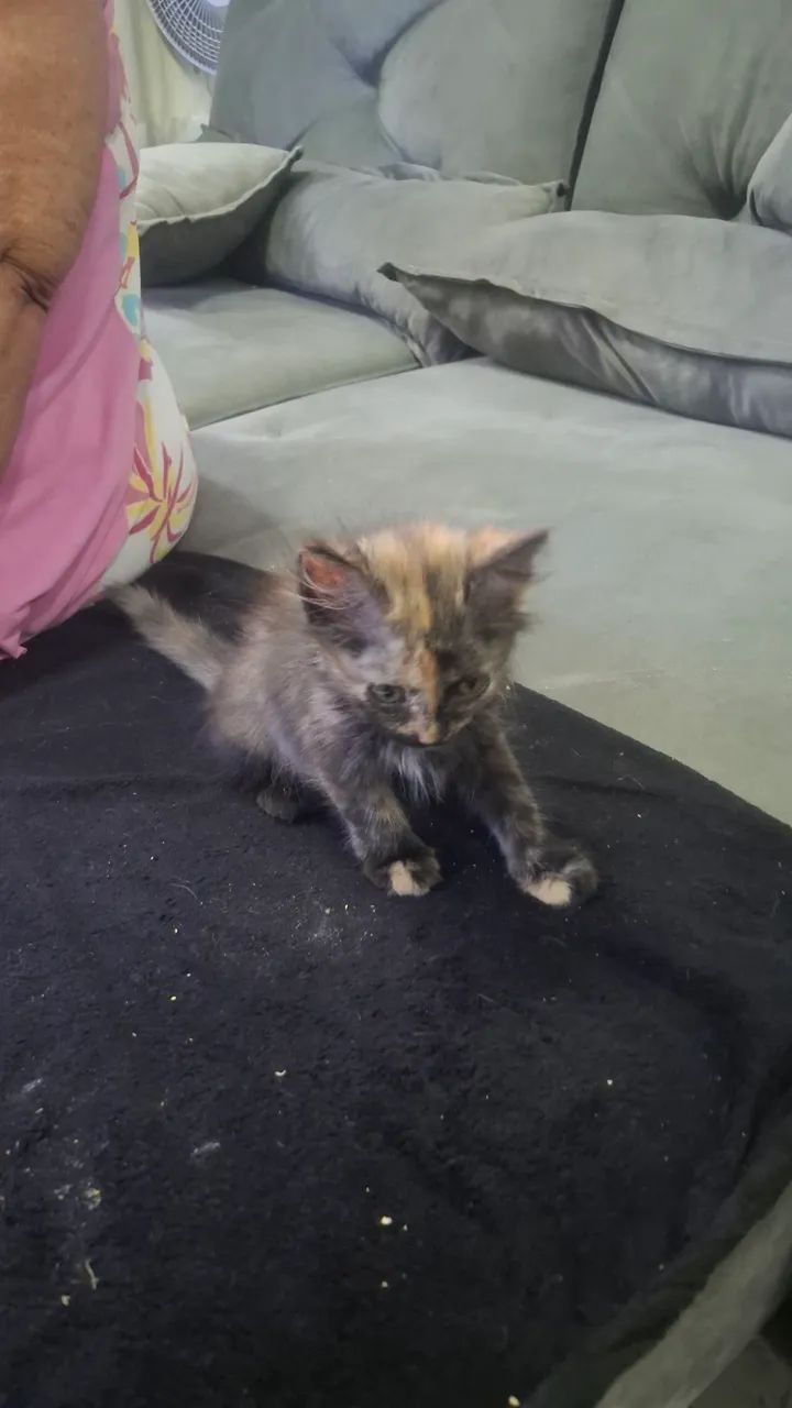 gato persa adoção consciente - Foto 3