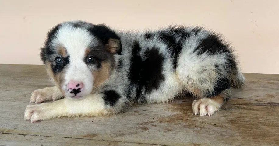 Filhotes de Border Collie - Foto 2