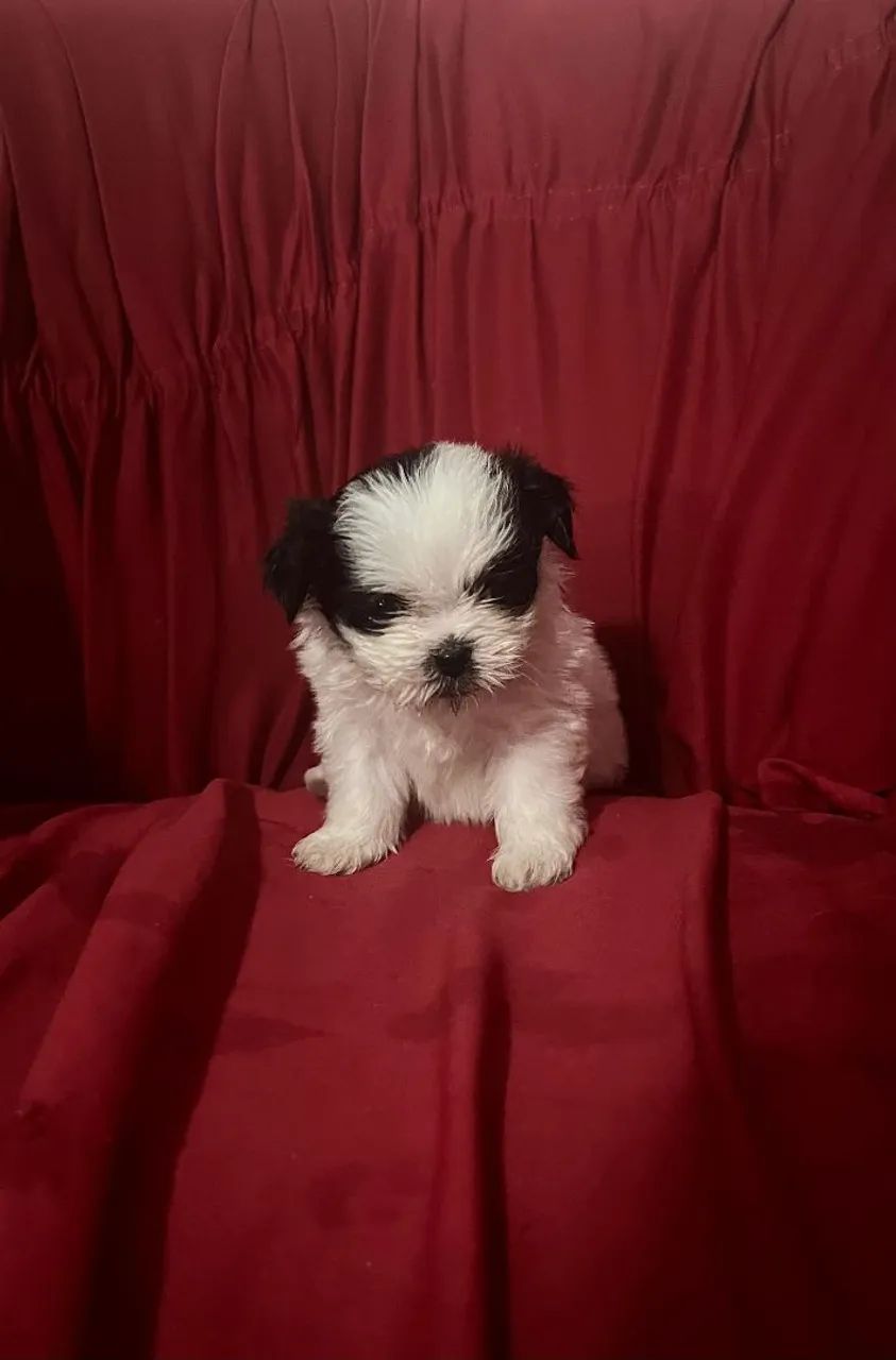 Shih tzu - Foto 2