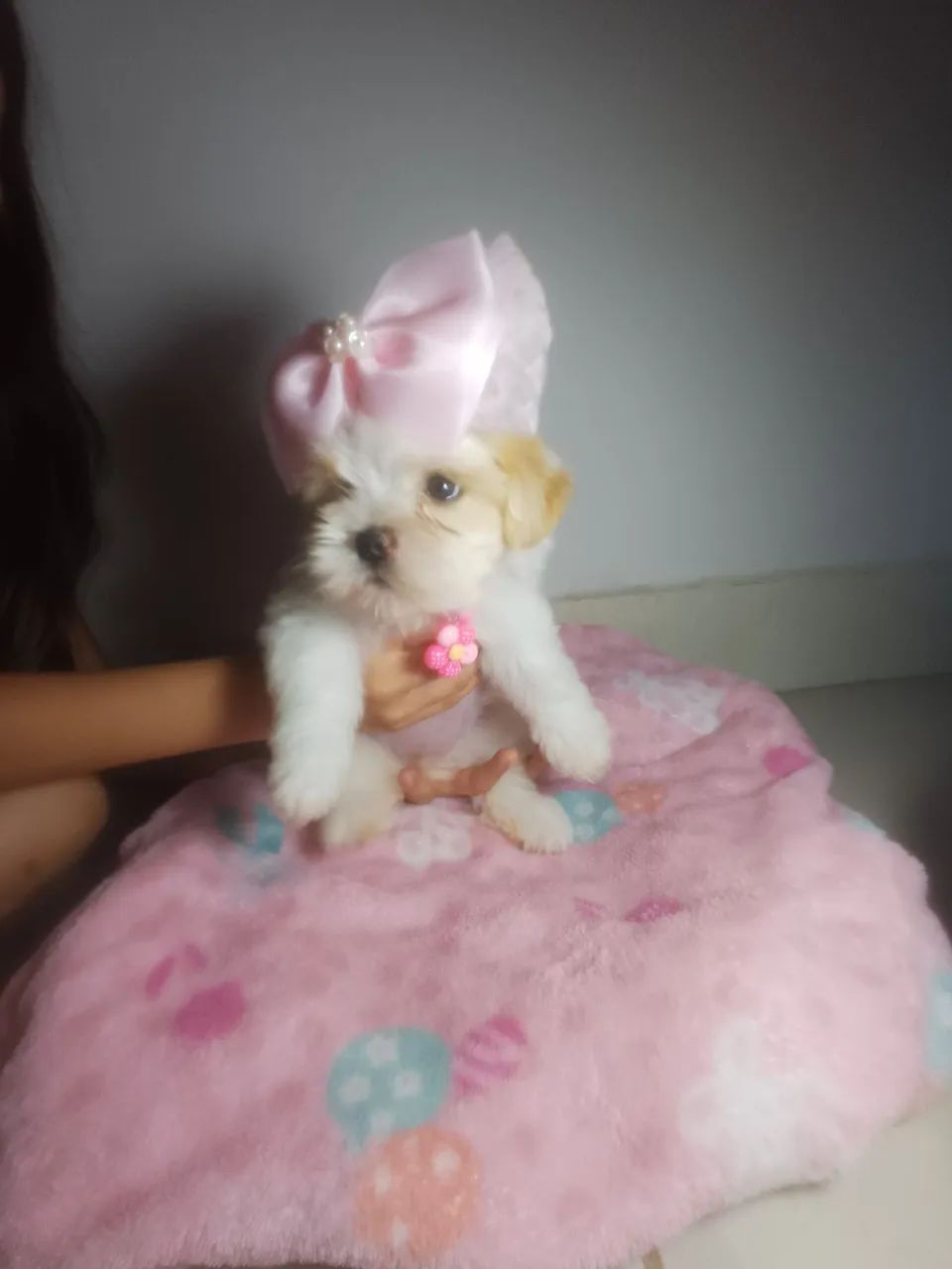 Shitzu femea  - Foto 2