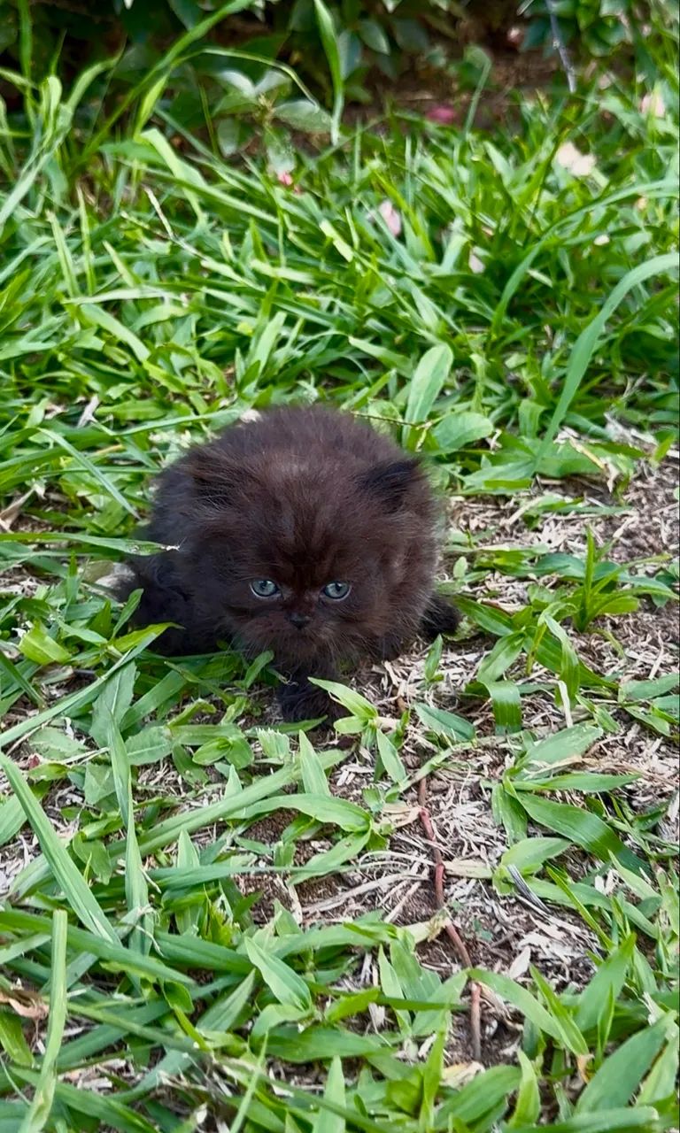 Gato Persa preto macho filhote **Faço entrega