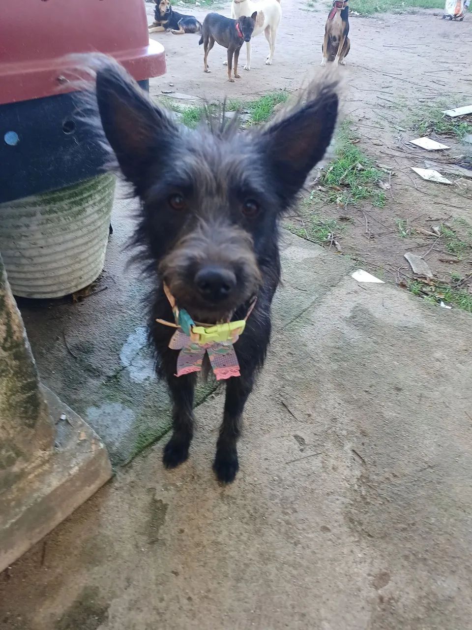 ADOÇÃO  - Foto 3