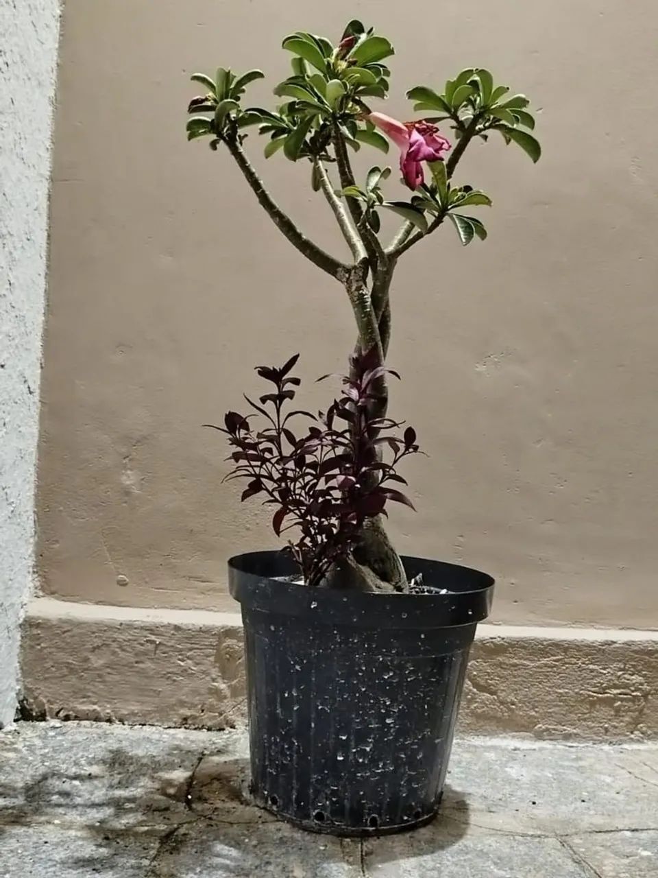 ROSAS DO DESERTO  - Foto 2