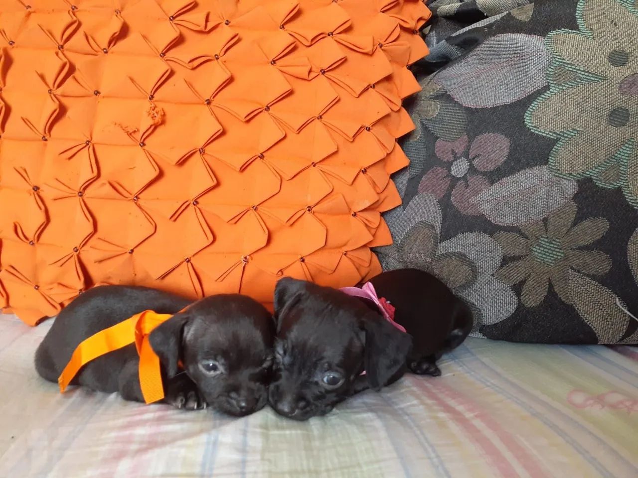 Filhotes de pinscher  - Foto 4