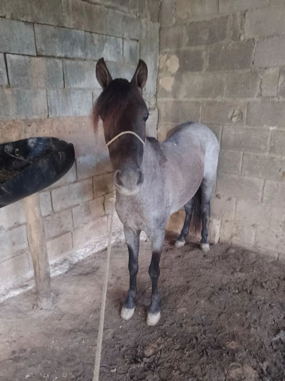 Vendo piquira Extra de sela 